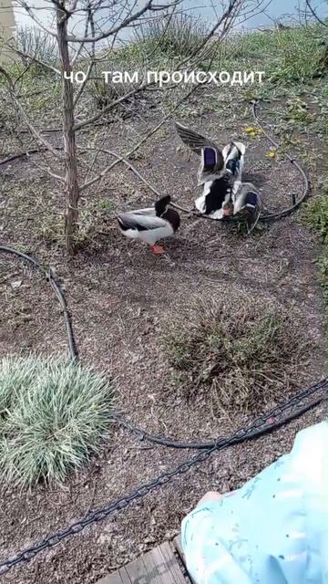 это когда алкаши подкатывают к девушке