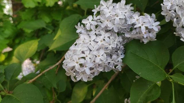 22.5.26 Пение птиц