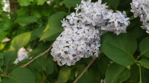 22.5.26 Пение птиц