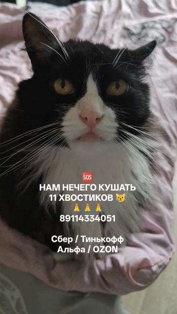 НАМ НЕЧЕГО КУШАТЬ 🙏😿