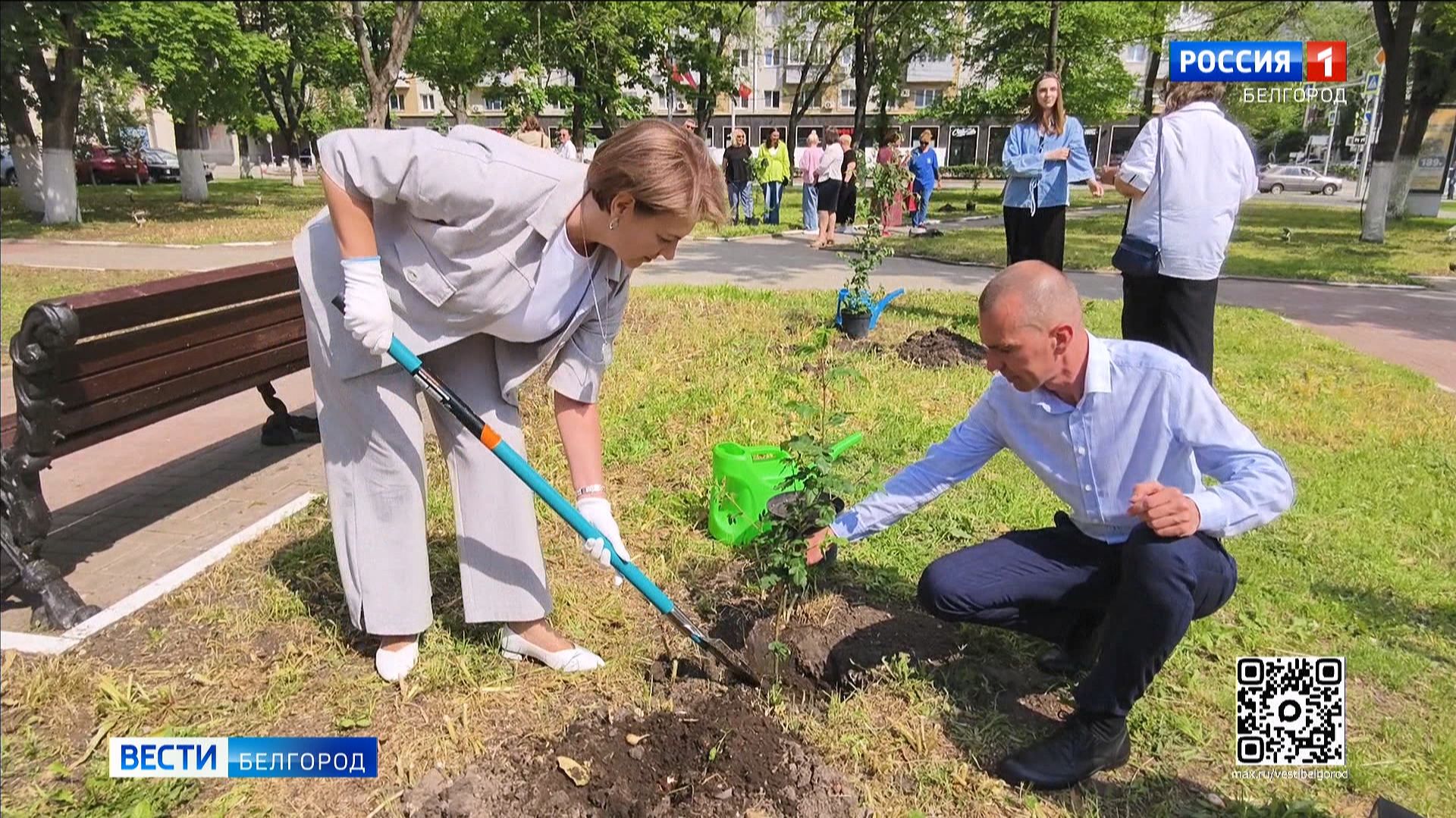 В Белгороде у стен драмтеатра появилась рябиновая аллея