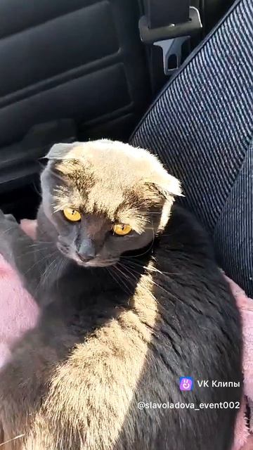 Bibi says "Meow" кошачий английский