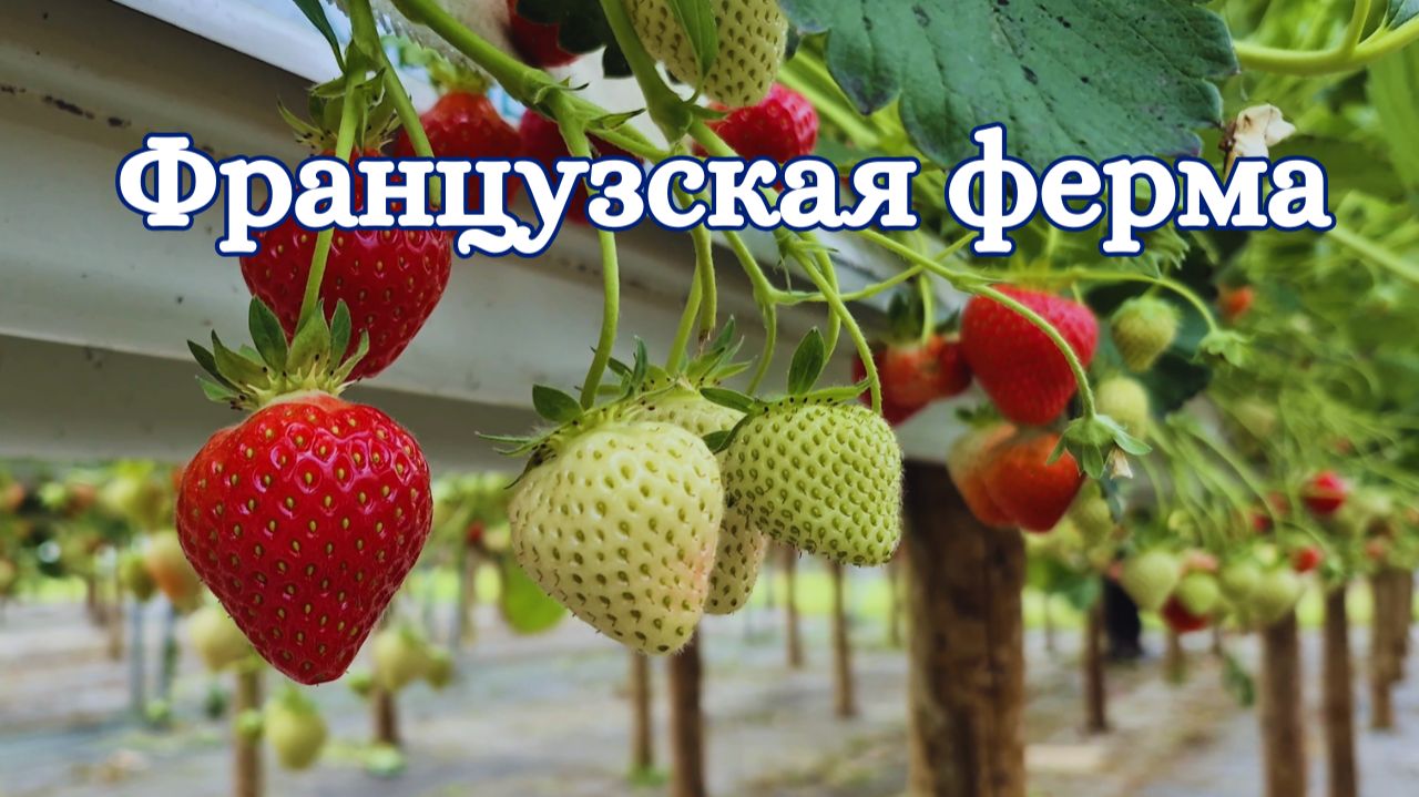 На ферму за клубникой