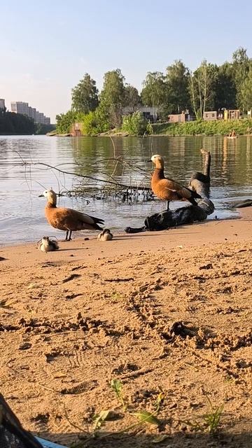 Огари с потомством 😍