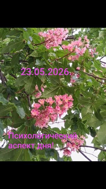 23.05.2026.✨🍀💫Психологический аспект дня! Сопоставляйте! Размышляйте! Жизнь улучшайте! #мысли#душа
