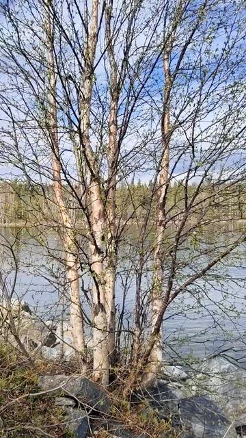 Весна на Севере. р.Пиренга 23-05-2026