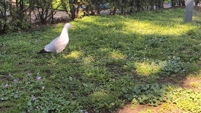 Чайка смело пролетела над седой волной 🦤🦤🦤