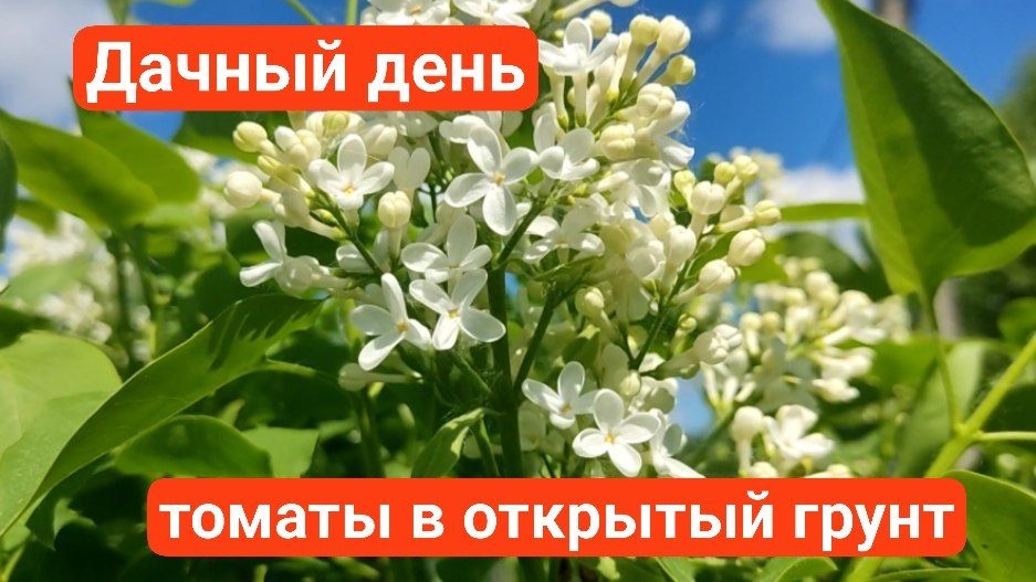 Дачный день, всё цветёт, высадила томаты в открытый грунт
