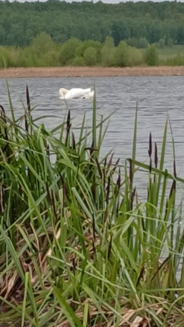 Лебедь на озере Кандрыкуль 🦢