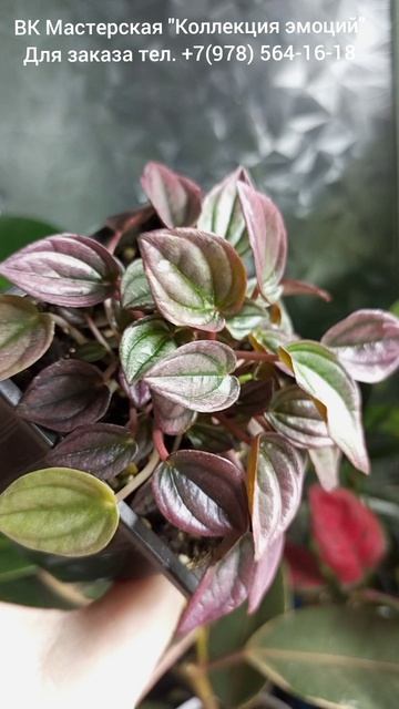 Пеперомия Коперата Кайен (Peperomia Сaperata Cayenne)