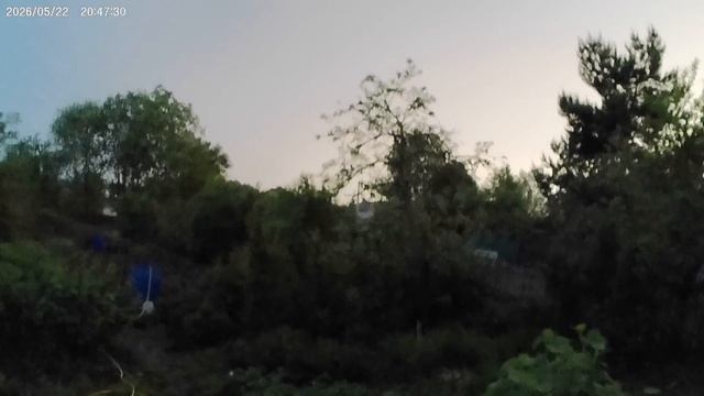 Замулило махорку.Подкормка махорки и борьба со слизнями