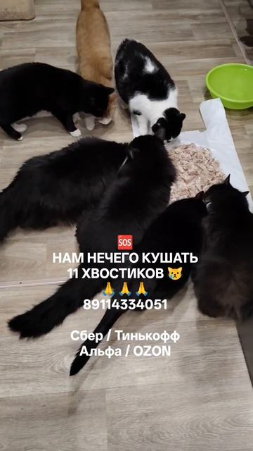 НАМ НЕЧЕГО КУШАТЬ 🙏