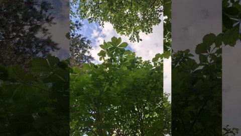 Конец весны . Майская природа..mp4