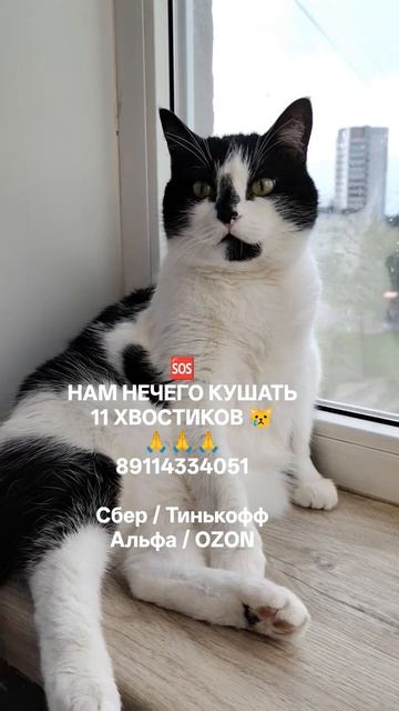 ПОМОЩЬ ПРИЮТУ🙏