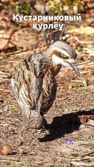 Scary Bird Sounds 🐦