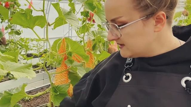 Как вырастить сладкие дыни.
