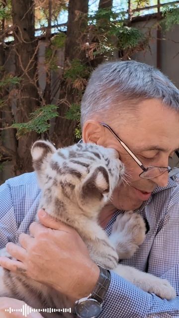 АП И ТИГРЫ У НОГ МОИХ СЕЛИ 🐆