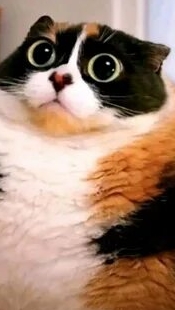 котость