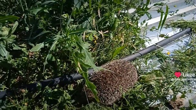 Приключения ёжика