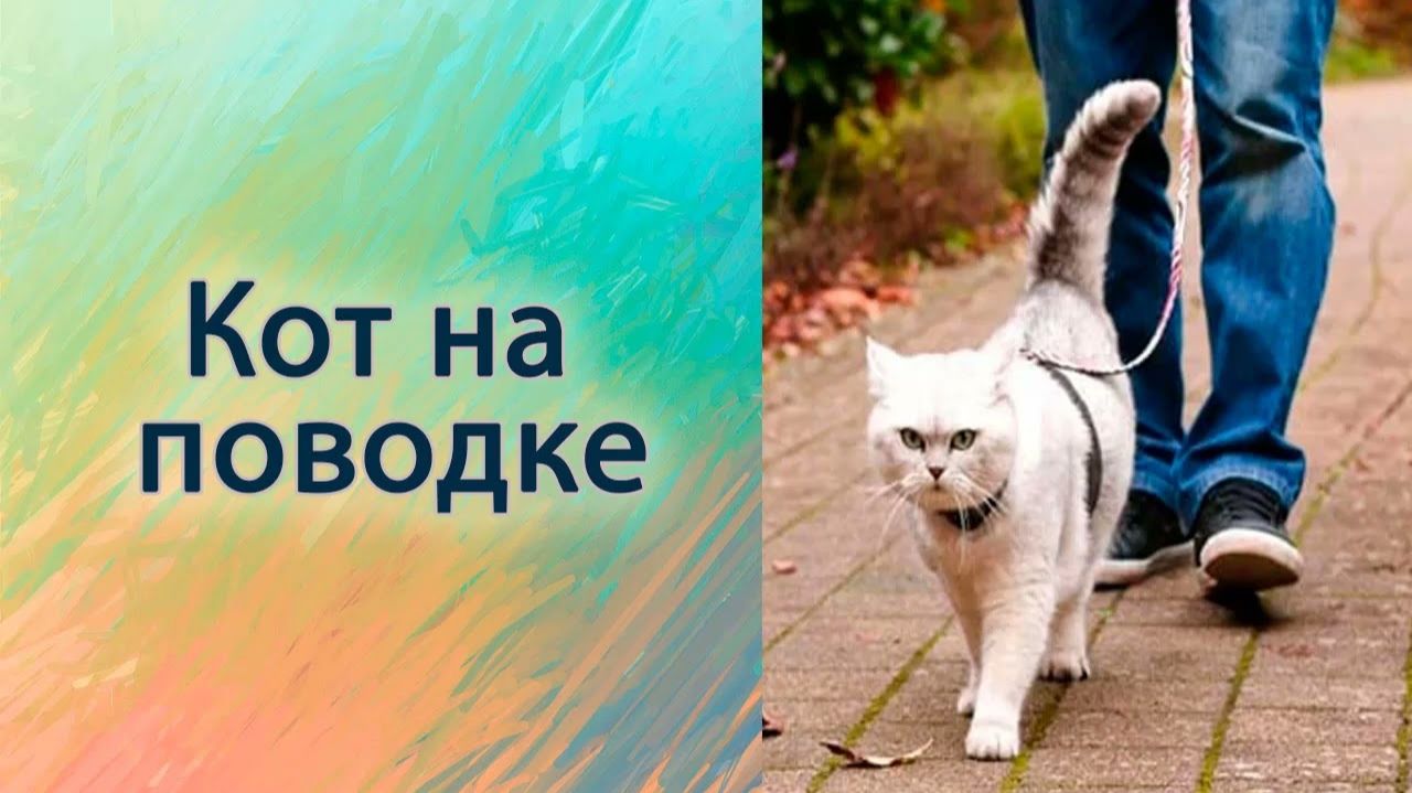 Кот на поводке