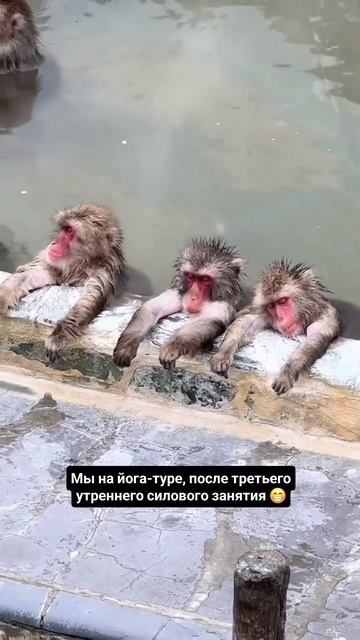 На йога-туре