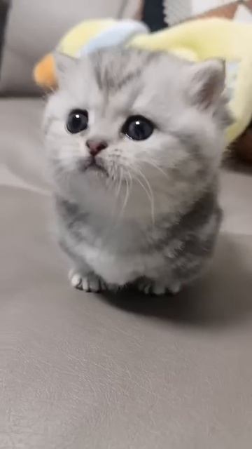 Cats2