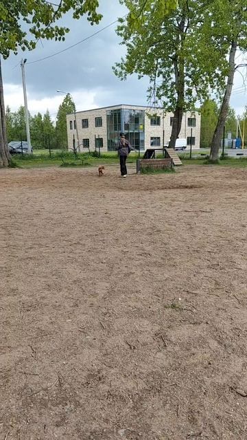 Чили первый раз на собачьей площядке.