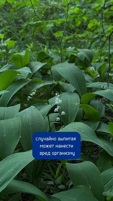 Когда красота ядовита #катькать #ландыши