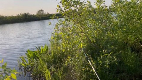 «Утренняя зорька: рыбалка в симуляции Илона Маска (версия 0.9.7, баги с комарами не исправлены)».