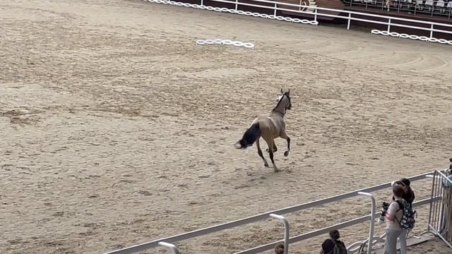 Лошади