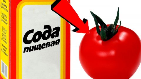 СОДА -спасатель вашего огорода! Пищевая сода подкормка для огурцов, томатов и других растений!
