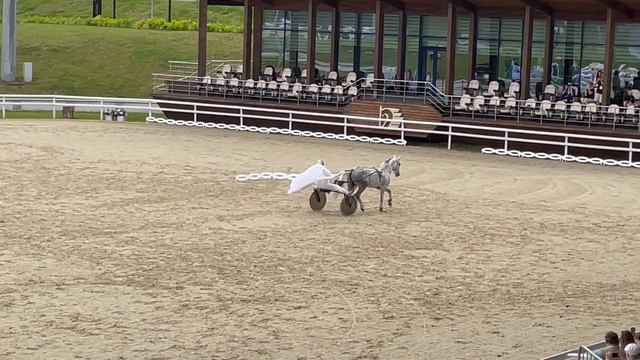 Лошади