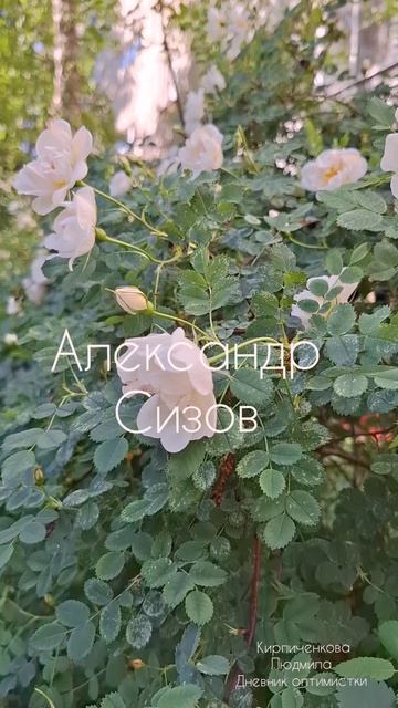 Александр Сизов