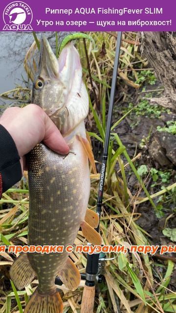 🎣🐟 Виброхвост сделал всю рыбалку!  #рыбалка #fishing