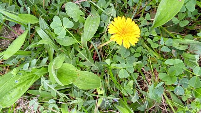 ♪ Пение Птиц и Звуки Природы в Траве Одуванчик🌼— Идеально для Сна и отдыха. Весенняя атмосфера, уют