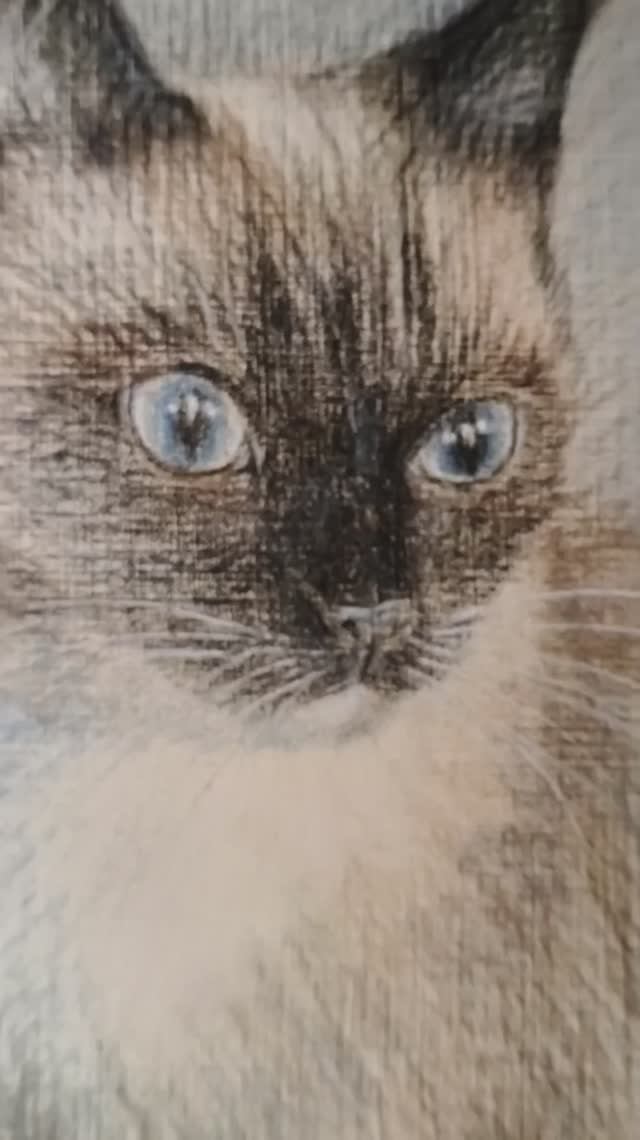 Котики. Рисунок котика