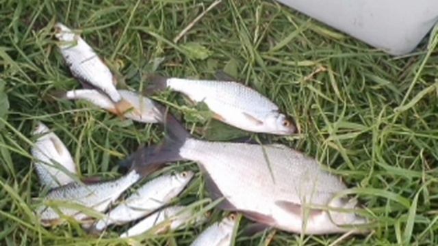 Рыбачил на пикерное удилище🎣 Вечерний клёв на донку. Прикормка Стерля (Чеснок-Кориандр-Плотва).