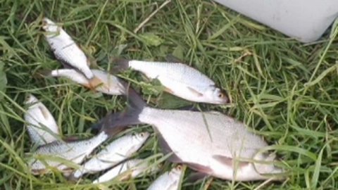Рыбачил на пикерное удилище🎣 Вечерний клёв на донку. Прикормка Стерля (Чеснок-Кориандр-Плотва).