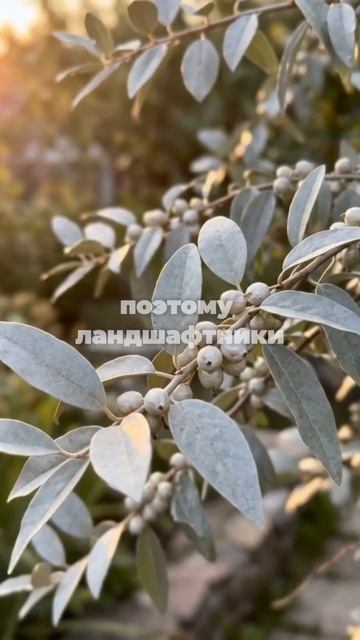 Почему все хотят это серебряное дерево? 🌿 Лох серебристый для стильного сада