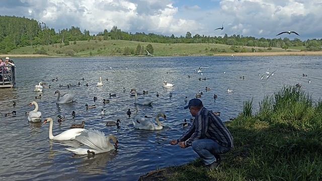 Кормим лебедей на Городищенском озере. 24.05.26
