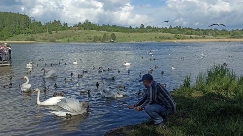 Кормим лебедей на Городищенском озере. 24.05.26