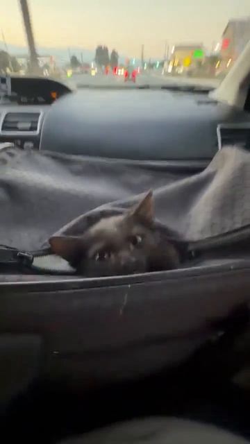 Клип @meowtaverse