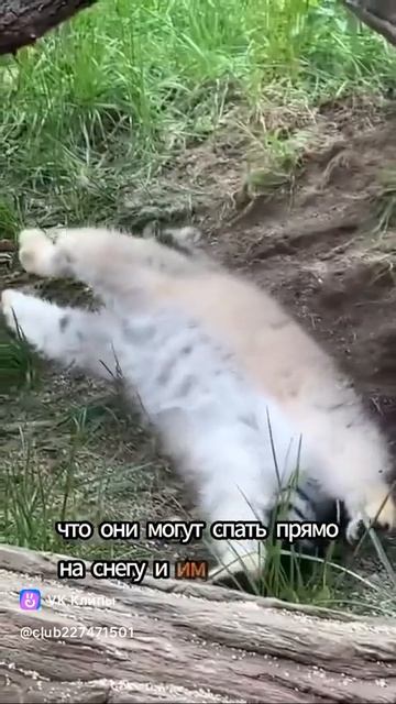 The Handsome Manul 🐱( Манул )
