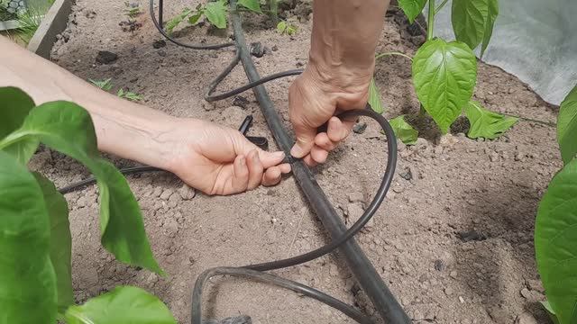 19 мая, про огурцы и капельный полив.