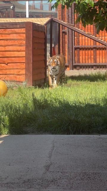Красавицы