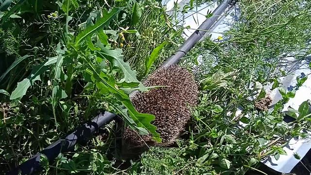 Приключения ёжика