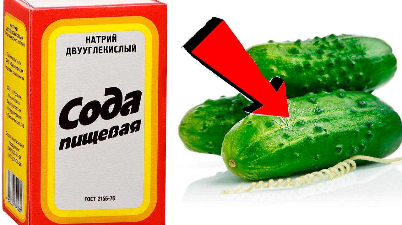 СОДА -спасатель вашего огорода! Пищевая сода подкормка для огурцов, томатов и других растений!