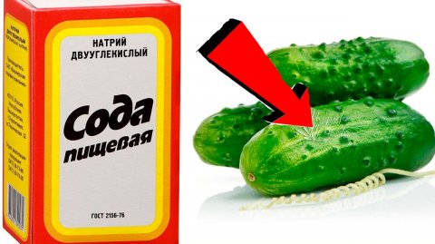СОДА -спасатель вашего огорода! Пищевая сода подкормка для огурцов, томатов и других растений!