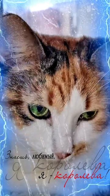 Хвостик чувствует твою печальку. Он рядом. Просто знай 💔🐾🤍