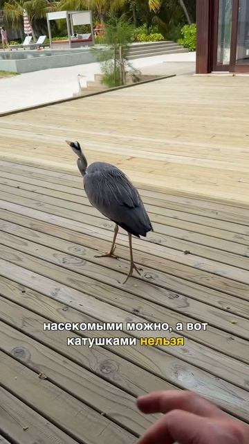 Вот почему люди влюбляются в Мальдивы с первого дня